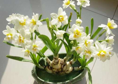 水仙花成分