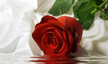 描写玫瑰花的作文