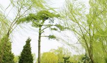 春天的柳树作文