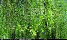 春天的柳树作文200字