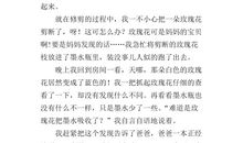 玫瑰花作文500字