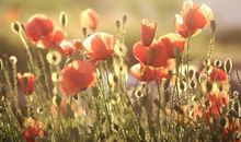 有些人，变成相片，堆在角落