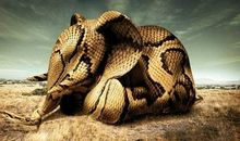 人心不足蛇吞象作文