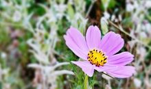 经典语句：刺一样的我，花一样的生活