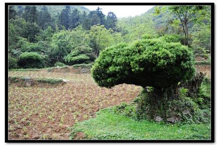 看完后最美丽的坟墓