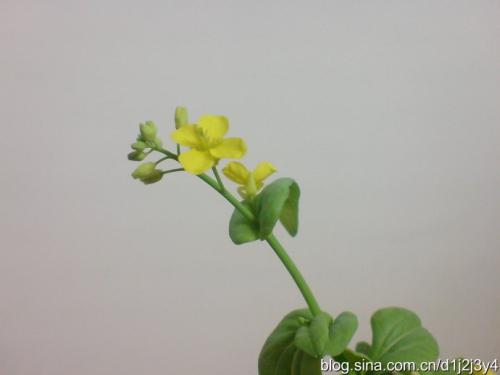 花的观察日记