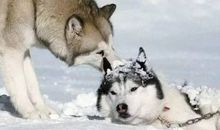 南极大冒险观后感