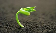 风雨中我学会了坚强