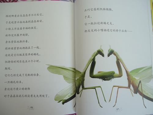 看完虫子1200