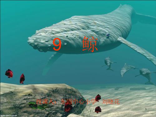 读五年级文字鲸后的感想