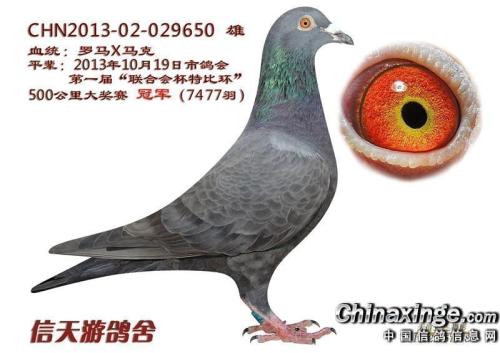 新天游的想法