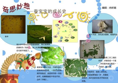 蚕的观察日记