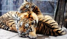 虎兄虎弟观后感