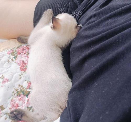 猫日记