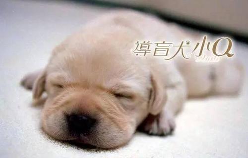导盲犬小q