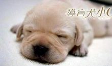 导盲犬小q观后感