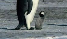 帝企鹅日记观后感