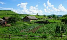 小学生作文田园风光