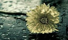 《草世界，花菩提》读后感