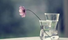 你若盛开，清风自来