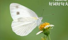 奇妙的昆虫世界——《昆虫记》读后感