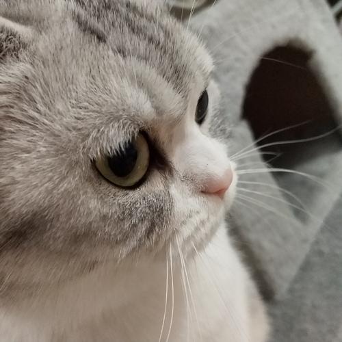 关于阅读《一只眼睛的猫》的思考
