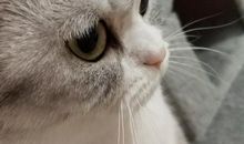 《一只眼睛的猫》读后感