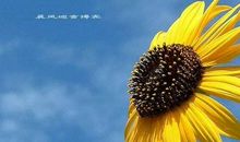 我懂得了宽容400字