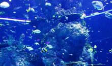 游海洋馆作文400字