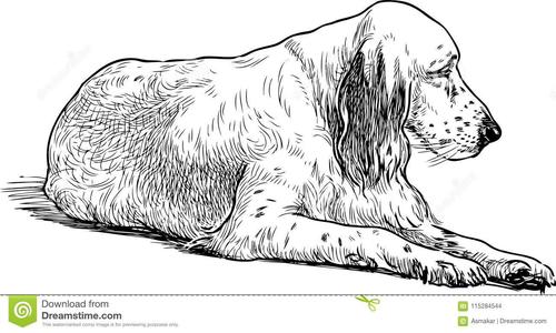 老猎犬