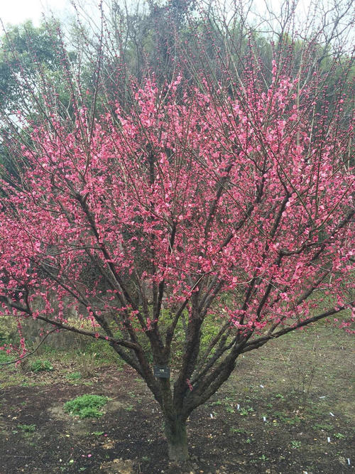花日记