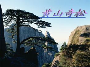 黄山旗松作曲
