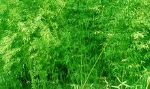 借竹子喻人的作文