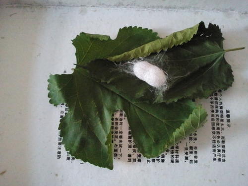 借对象的春季蚕组成