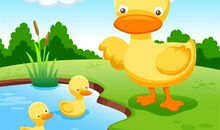 鸭子游泳作文