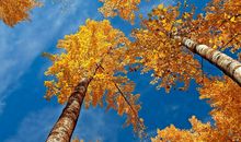 秋天的美景作文