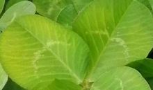 负荆请罪的缩写