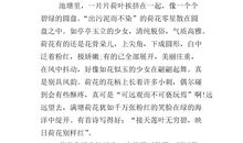 赞美荷叶的作文