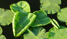 神秘的池塘读后感