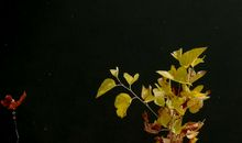 读《丰乳肥臀》有感