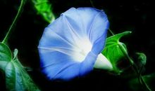 牵牛花作文100字