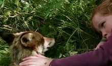 一只狗和它的男孩读后感