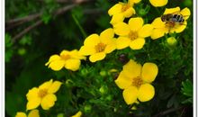 生命的芳香作文