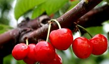 描写樱桃的作文