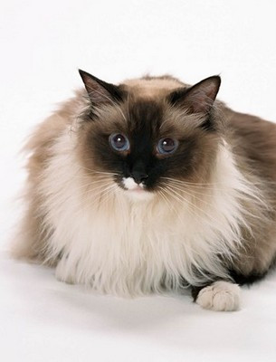 宠物猫组成
