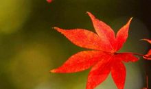 描写枫树的作文