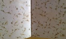 会飞的蒲公英读后感