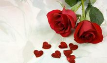 玫瑰花作文100字