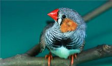 珍珠鸟读后感200字