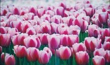 看花展作文400字